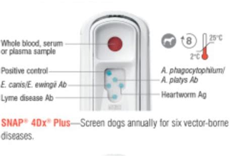 4dx heartworm test